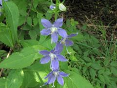 (Tall Bellflower)