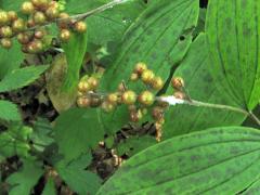 (Feathery False Soloman's Seal) fruit