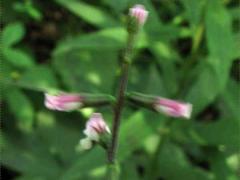 (American Lopseed) plant