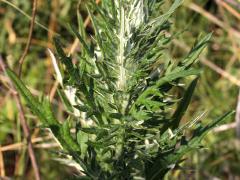 (Field Thistle)