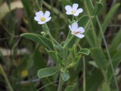 (Flowering Spurge)