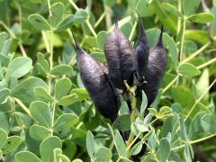 (Blue False Indigo)