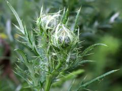 (Field Thistle)