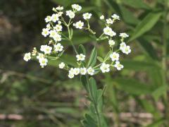 (Flowering Spurge)