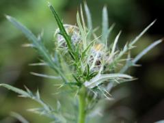 (Field Thistle)