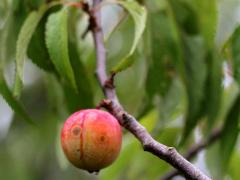 (American Plum)