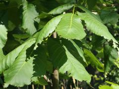 (Mockernut Hickory)