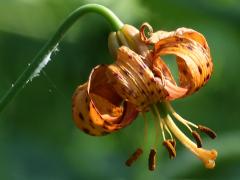 (Michigan Lily)