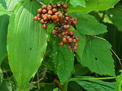 (Feathery False Soloman's Seal) fruit