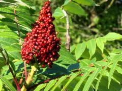 (Northern Sumac)