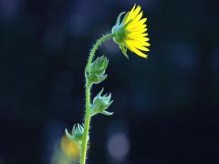 (Compass Plant)