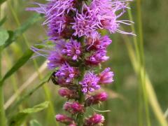 (Prairie Blazing Star)