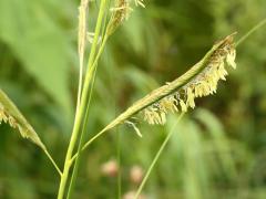 (Prairie Cord Grass) flowers