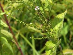 (White Vervain)