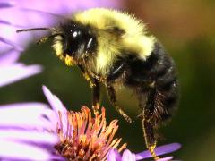 Common Eastern Bumble Bee hovering on New England Aster