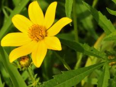 (Bur Marigold)