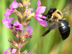 (Purple Loosestrife) carpenter bee