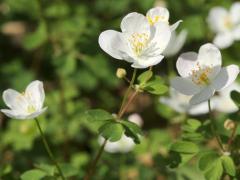 (False Rue Anemone) flower