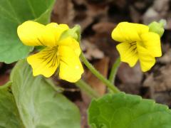 (Smooth Yellow Violet)