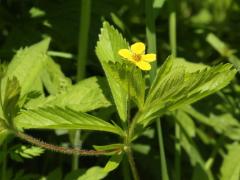 (Indian Strawberry)