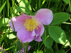 (Pasture Rose)