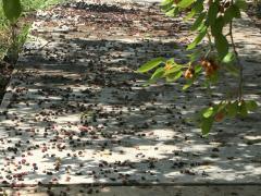 (White Mulberry) sidewalk