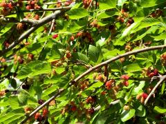 (White Mulberry)