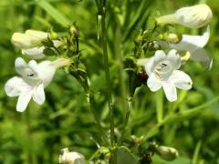 (Foxglove Beard Tongue)