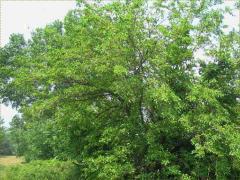 (White Mulberry)