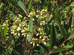 (Hemp Dogbane) plant