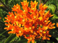 (Butterfly Milkweed)