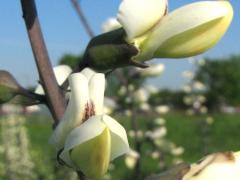 (White Wild Indigo) flowers