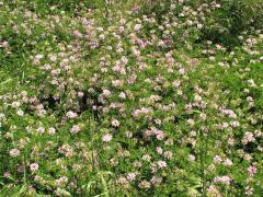 (Crown Vetch) colony