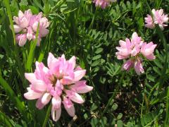 (Crown Vetch) flowers