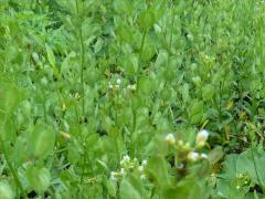 (Field Pennycress)