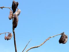 (Kentucky Coffeetree) fruit