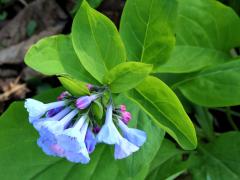 (Virginia Bluebells)