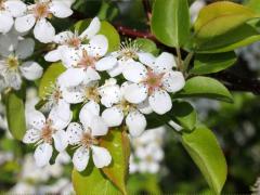 (Callery Pear) flowers