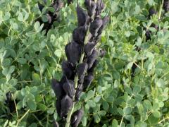 (Blue False Indigo)