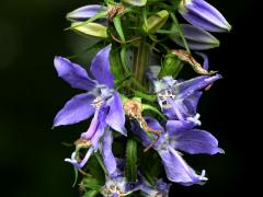 (Tall Bellflower)