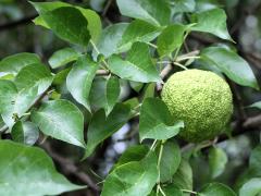 (Osage Orange)