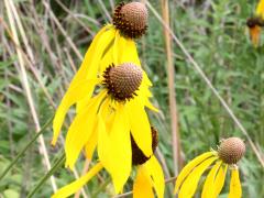 (Yellow Coneflower)