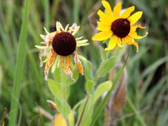 (Black-eyed Susan)