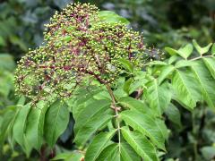 (Elderberry) fruit