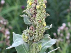 (Common Mullein)