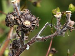 (Compass Plant) seeds