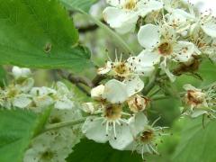 (Downy Hawthorn) flowers