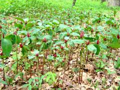 (Red Trillium) colony