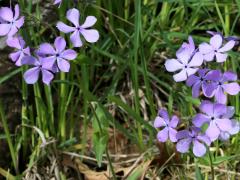 (Woodland Phlox)