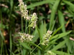 (Orchard Grass) inflorescence